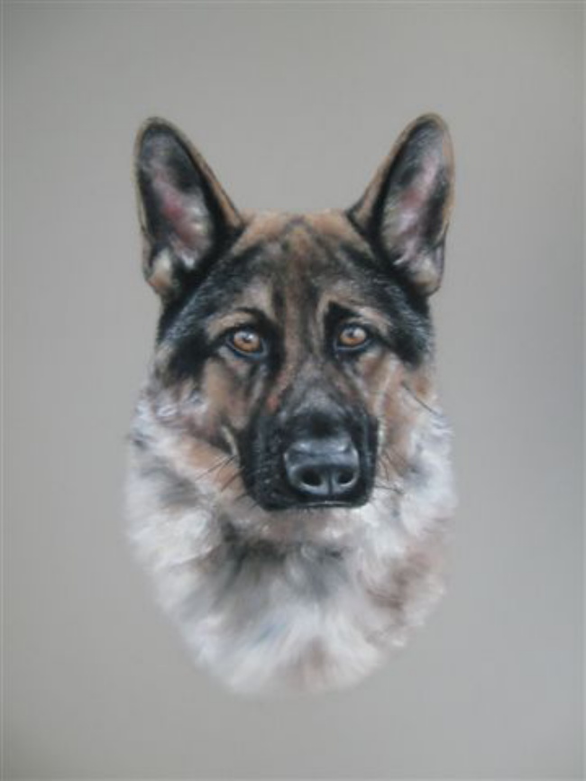 German Shephard