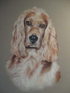 spaniel